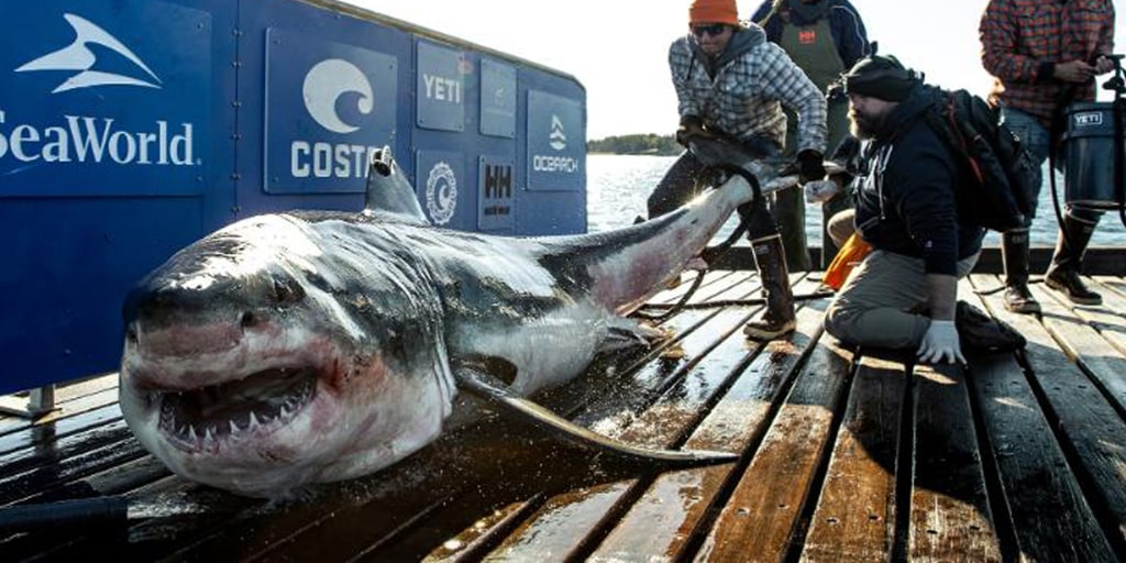 A 1,000-pound great white shark just spotted off coast of New