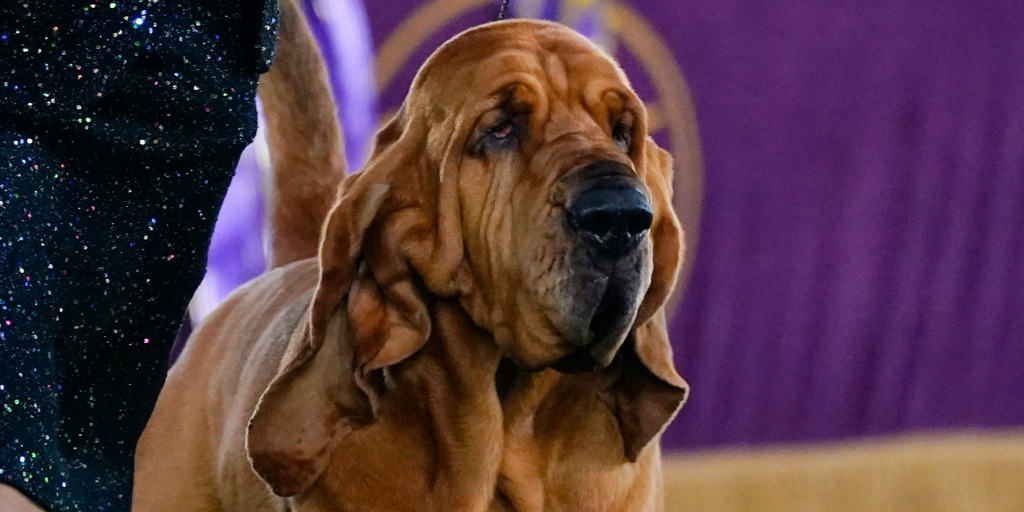 Trumpet Is First Bloodhound to Win Westminster Show