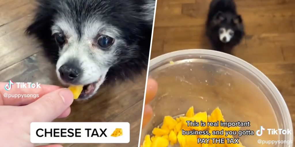 What Is Cheese Tax the Viral Dog Song on TikTok All About