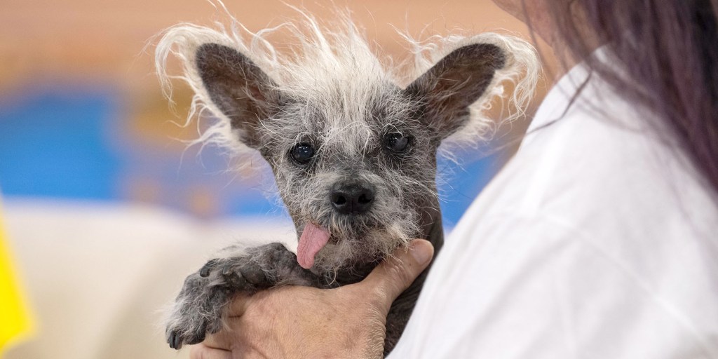 Ugliest dog sale