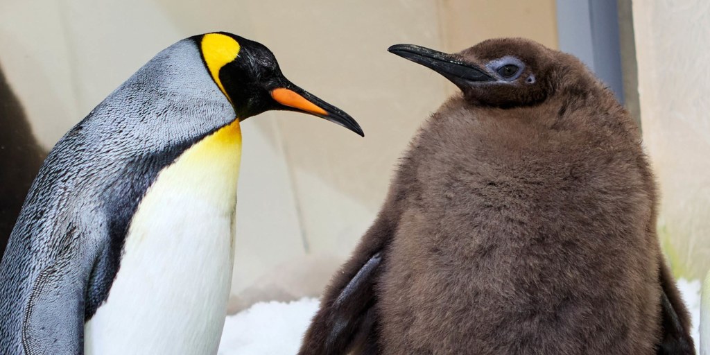 Giant Baby Penguin Named Pesto Goes Viral
