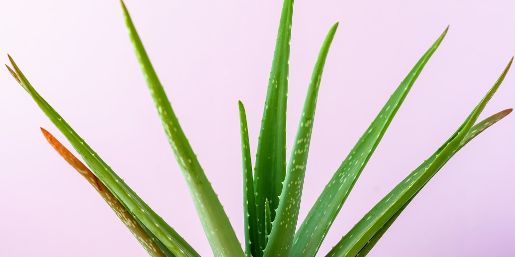 5 Benefits of Aloe Vera Juice & Possible Risks, According to Experts