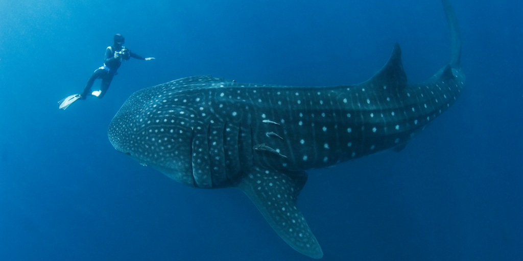 Gulp! Diver is almost swallowed by whale shark