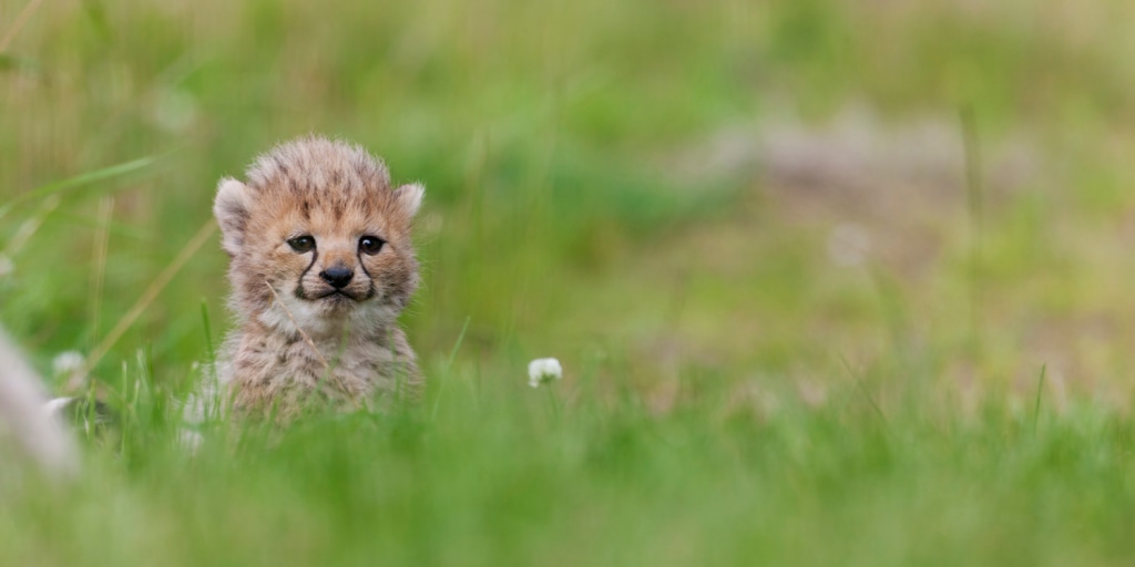 427931-AT-110808-babycheetah2-