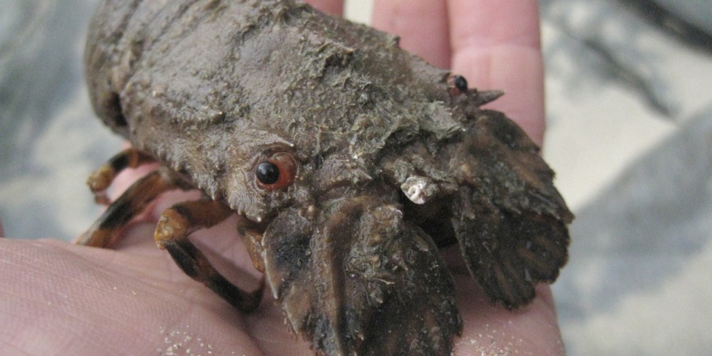 I m Popeye the slipper lobster