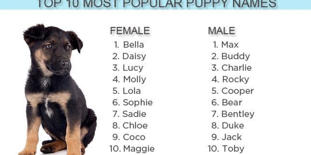 Top 10 top 10 cute dog names most popular and unique