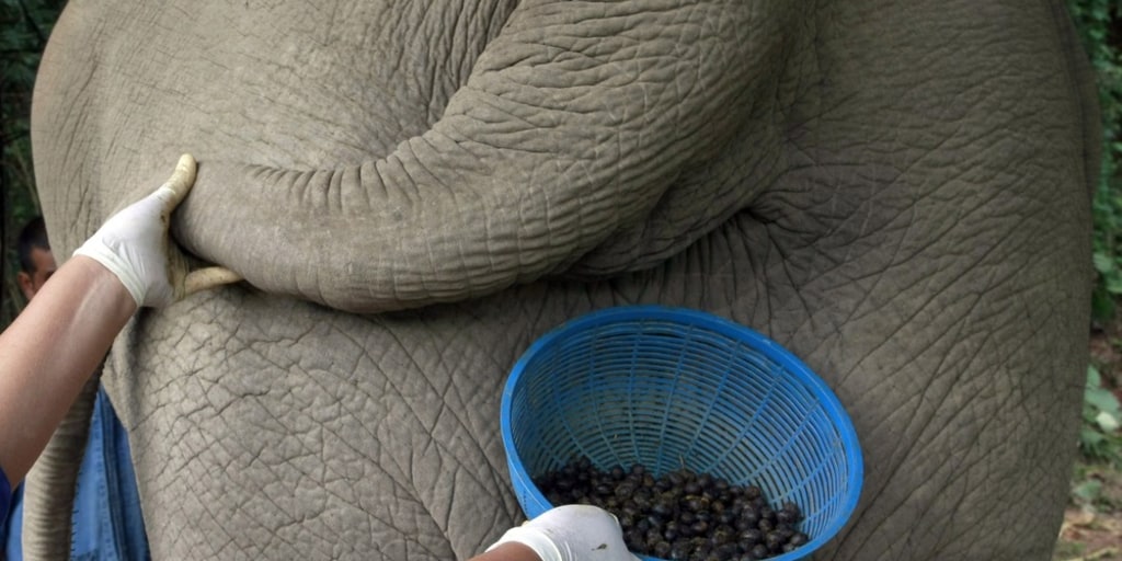 Elephant dung coffee: An exotic brew at $50 a pop