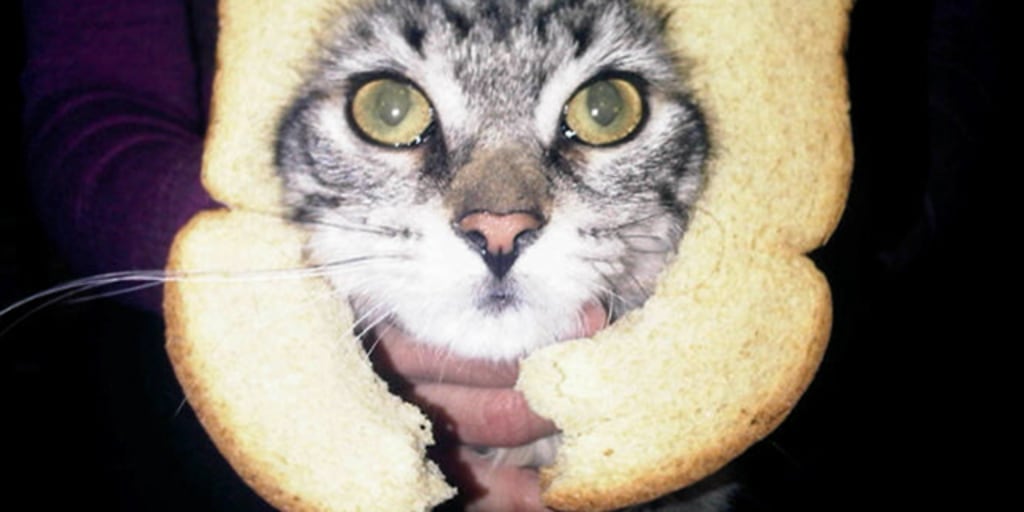 Should you bread your cat Kathie Lee and Hoda weigh in
