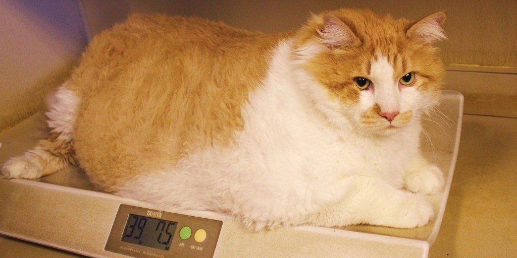 Fat orange and white cat sales