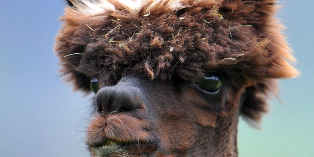 Shear madness: Hairstyle dos and don'ts for alpacas