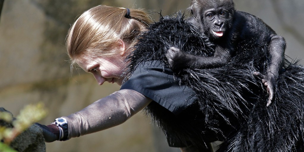 6C7162227-tdy-130430-monkeys-3.jpg