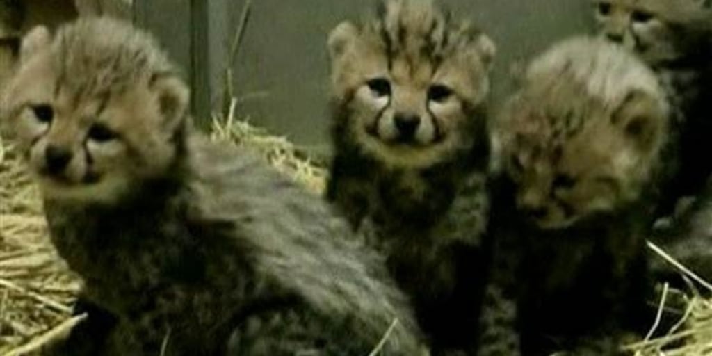 1C6199981-cheetahs.jpg