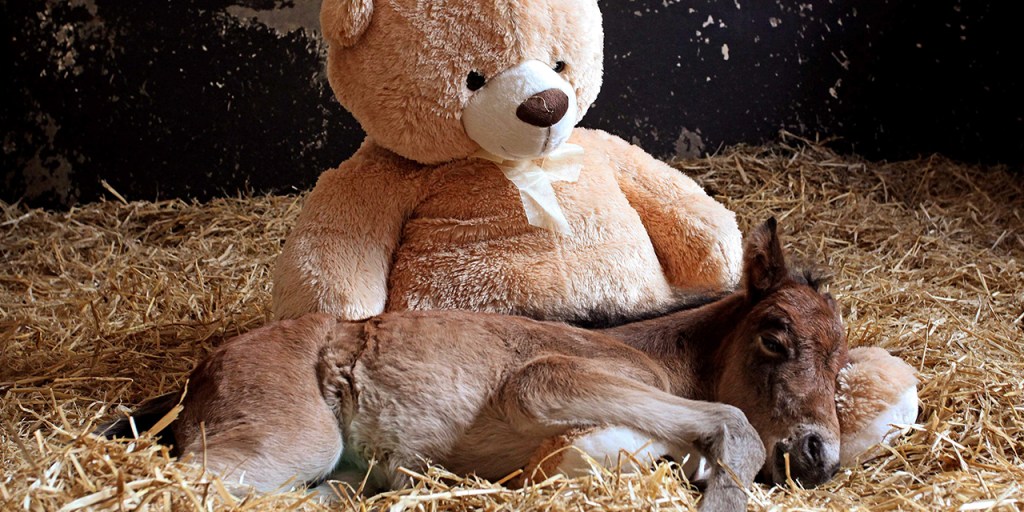 Teddy bear horse 2025