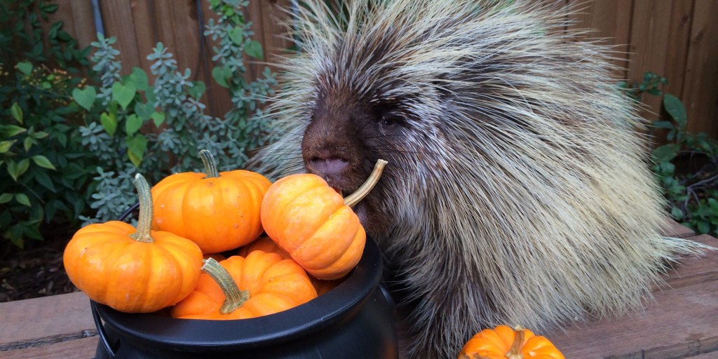 Youtube porcupine shop eating pumpkin