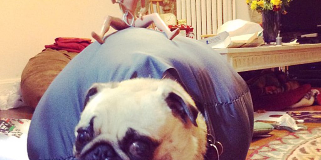 Pug dressed as Wrecking Ball in running for 25 000 prize