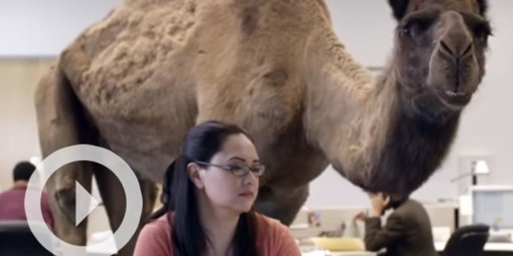 Kids Are Obsessed With The Geico Hump Day Camel Download hump day stock photos. geico hump day camel