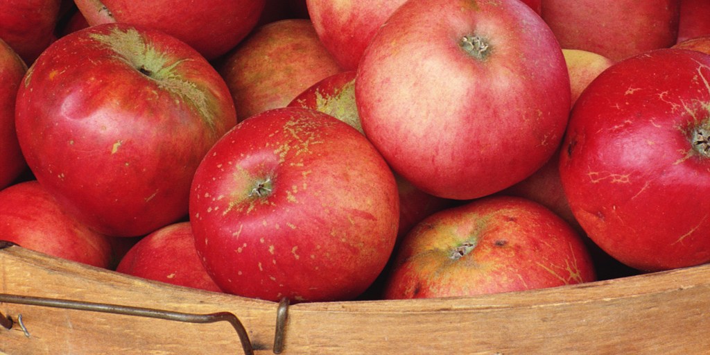 We spend most of the year eating really, really old apples. Why do they  taste so good?