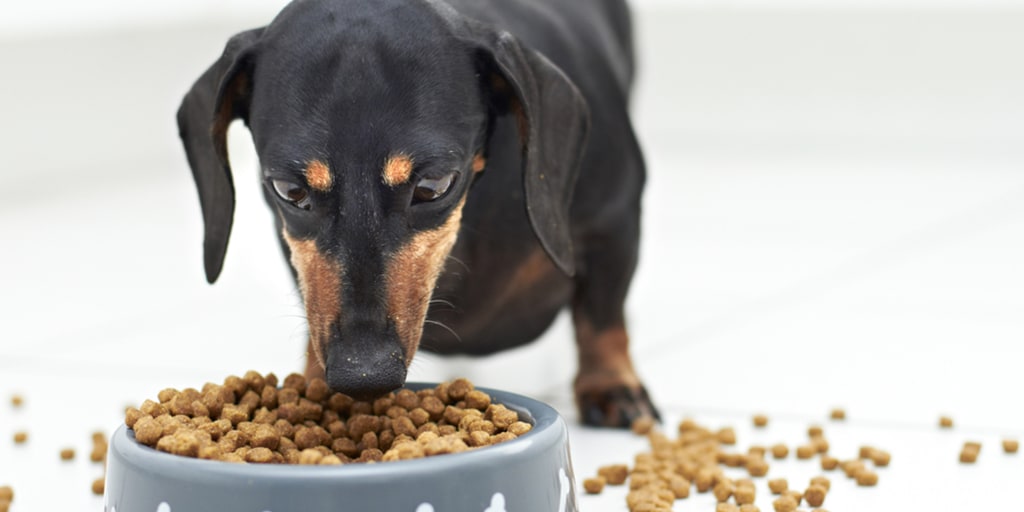 Dog and cat food products are mislabeled, study finds