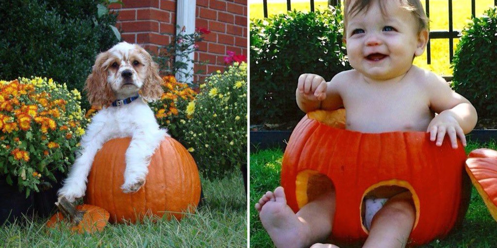 Babies versus puppies pumpkin style