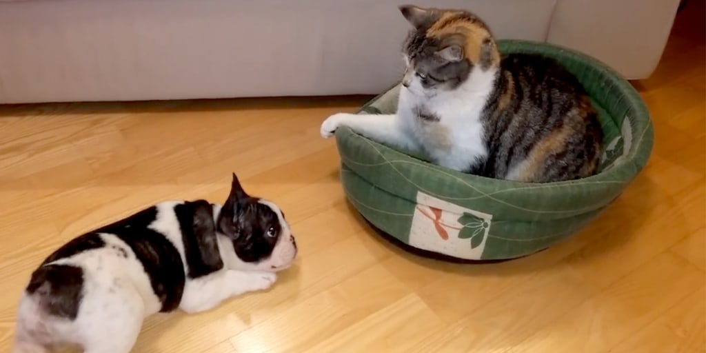 French bulldog arguing best sale