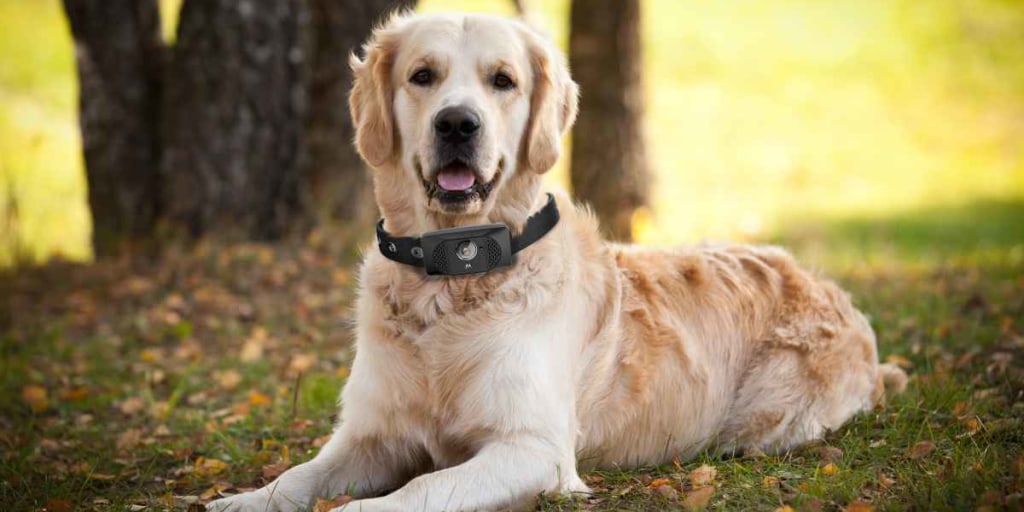 smart dog collar 2018