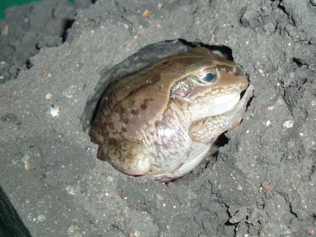 Frog dozes in mud for years without food, water
