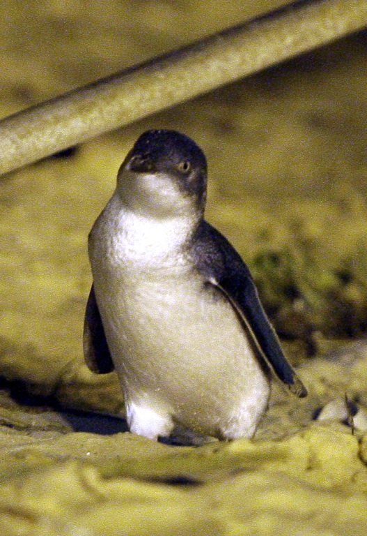 Australia Investigates Odd Penguin Killings