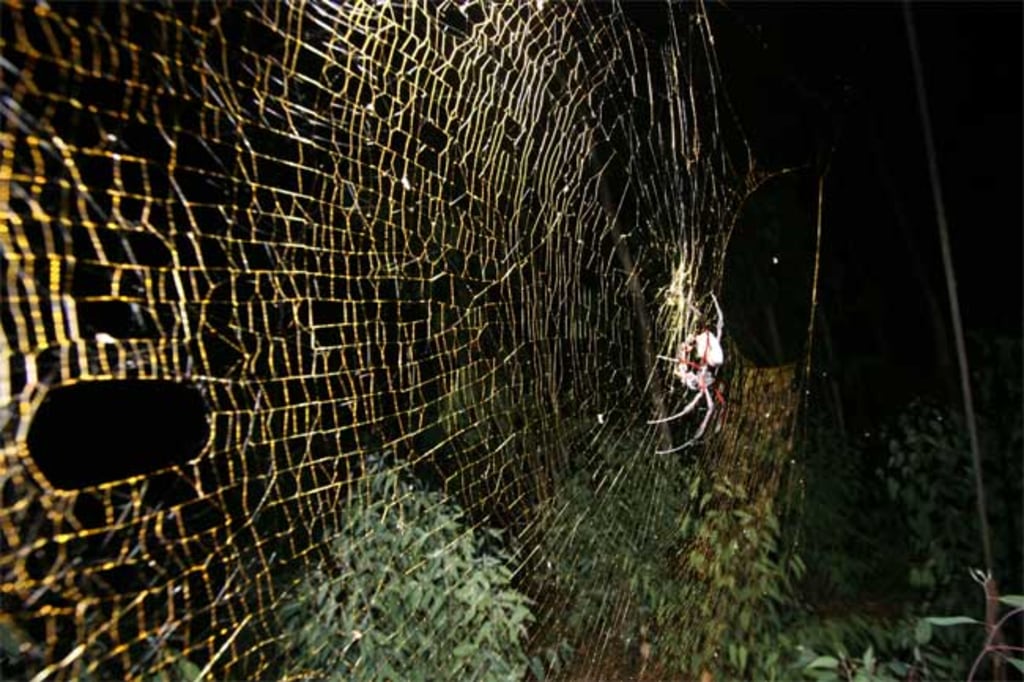 Meet 5 of the Biggest Spiders in the World