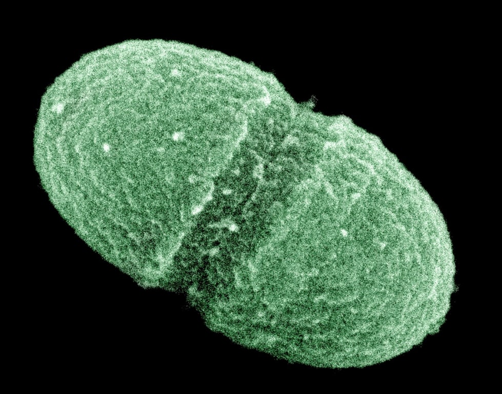 Enterococcus l3