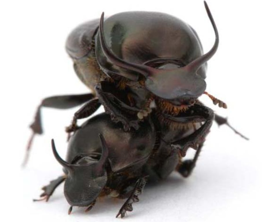 Rhinoceros Beetle Lifting