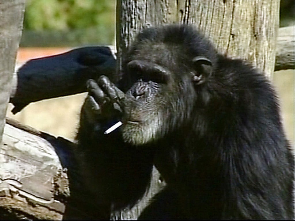 gorilla smoking cigarette Charlie the smoking chimp dies of old age