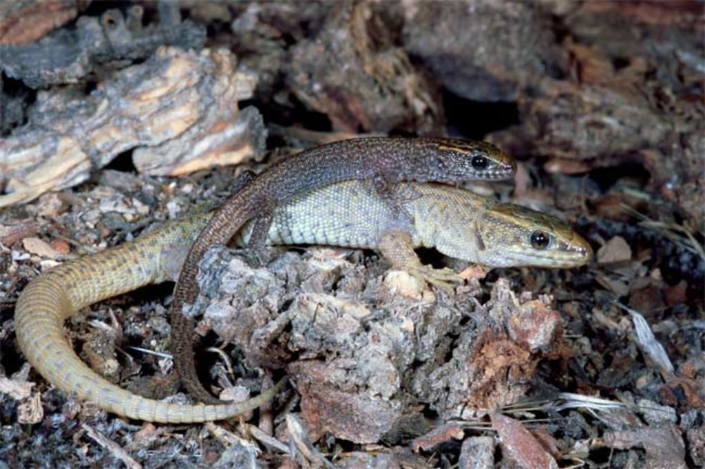 Lizards that live in families discovered.