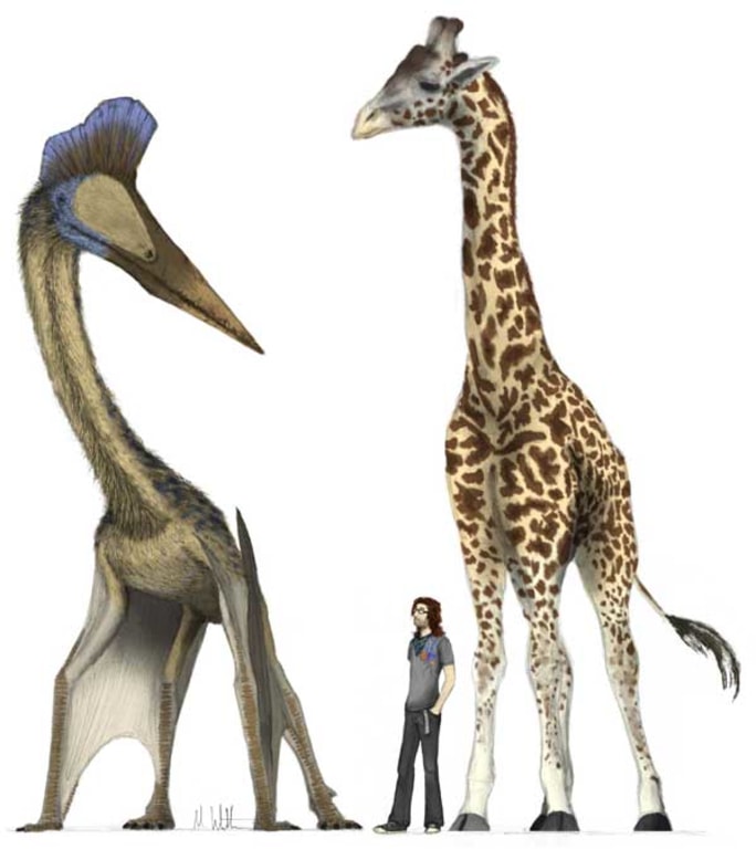 Size Comparison of Large Pterosaurs in 2023