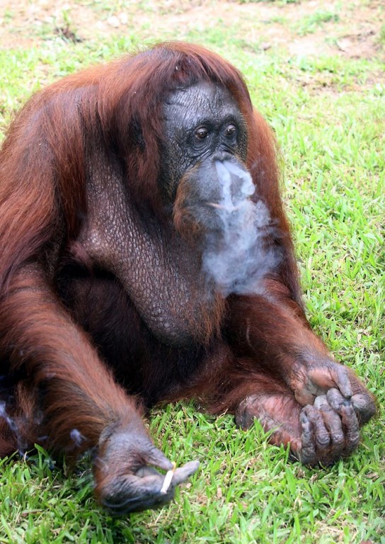 No more cigarettes for smoking Malaysian orangutan