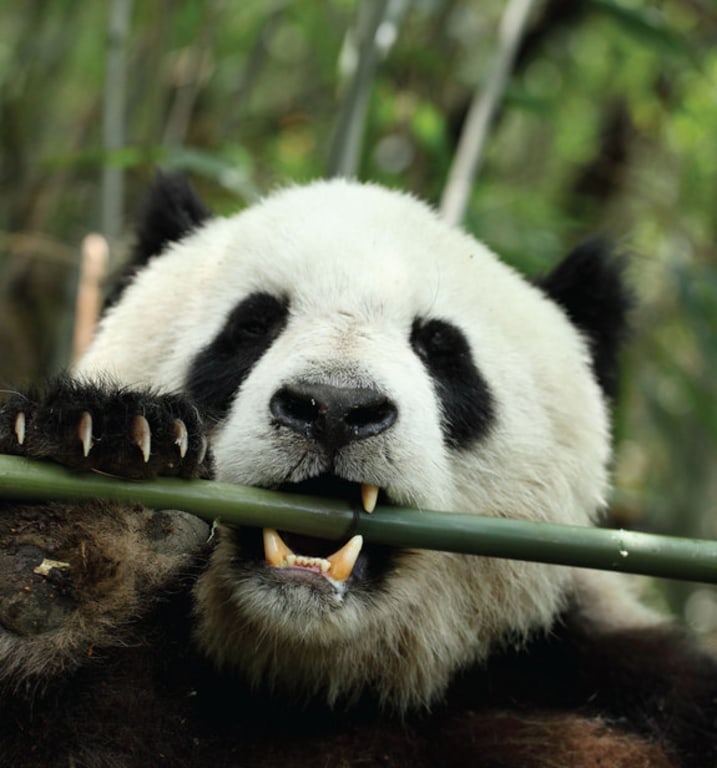 Giant pandas' belly bacteria helps digest bamboo