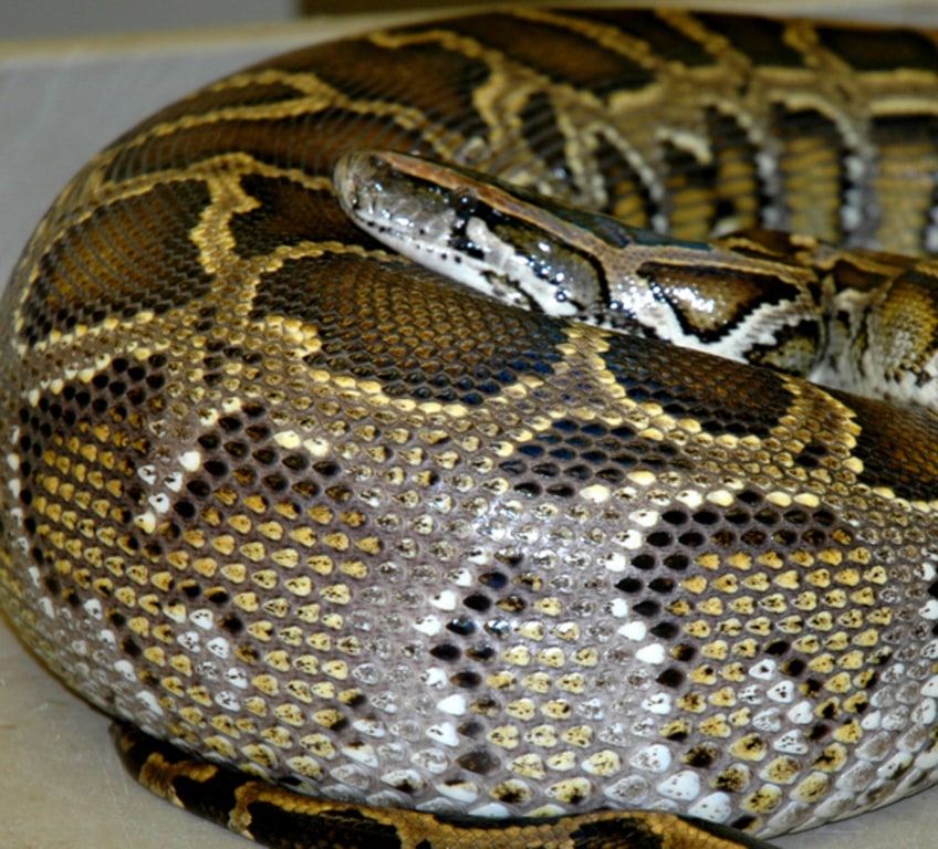 Large python