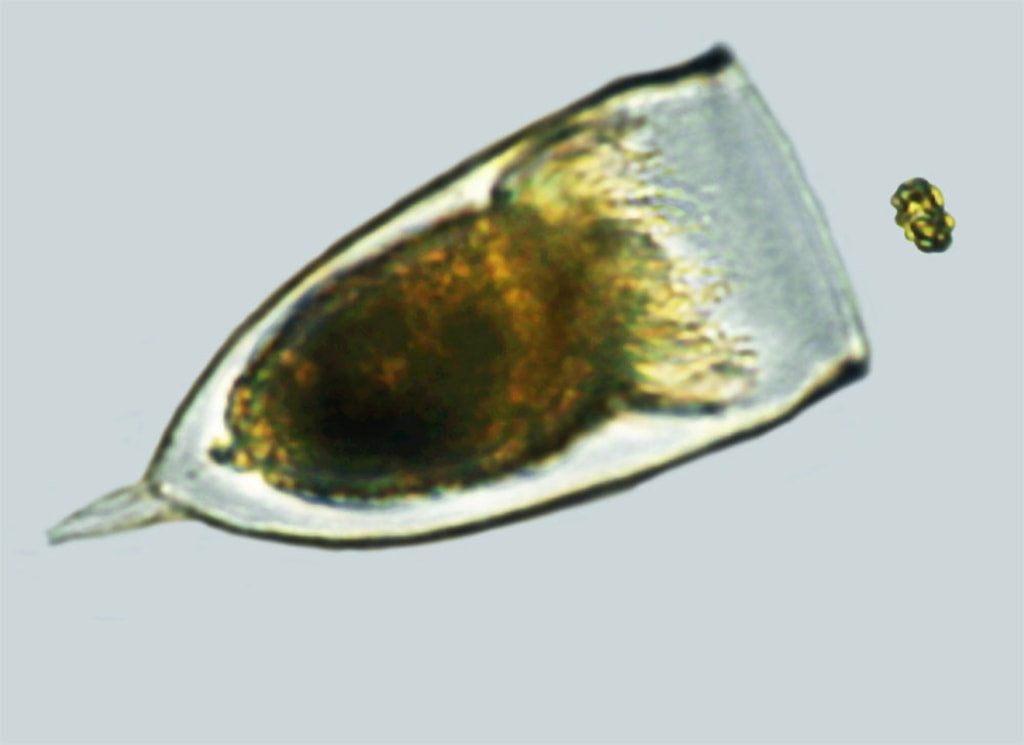 Tiny sea plant swims from predators