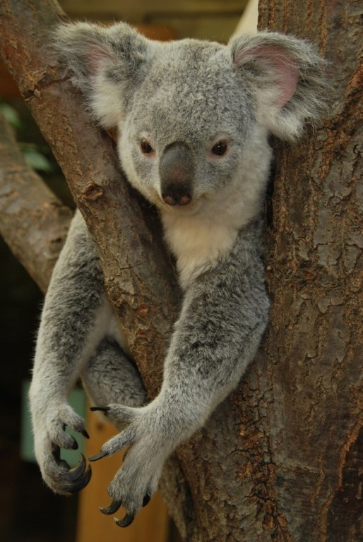 Koala Bear Claws Kick Back And Relax