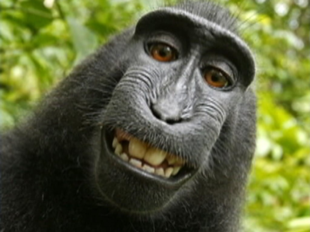 tdy_mor_monkey_110705.jpg