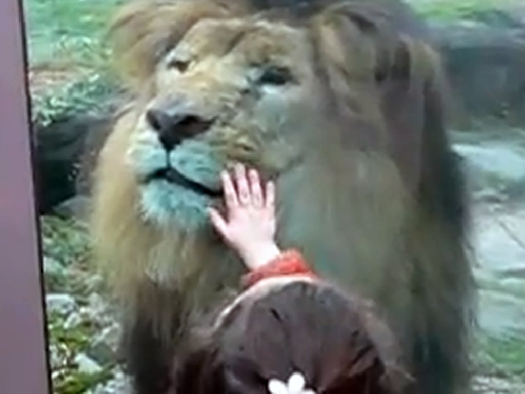 a_tdy_brown_lion1_120718.jpg