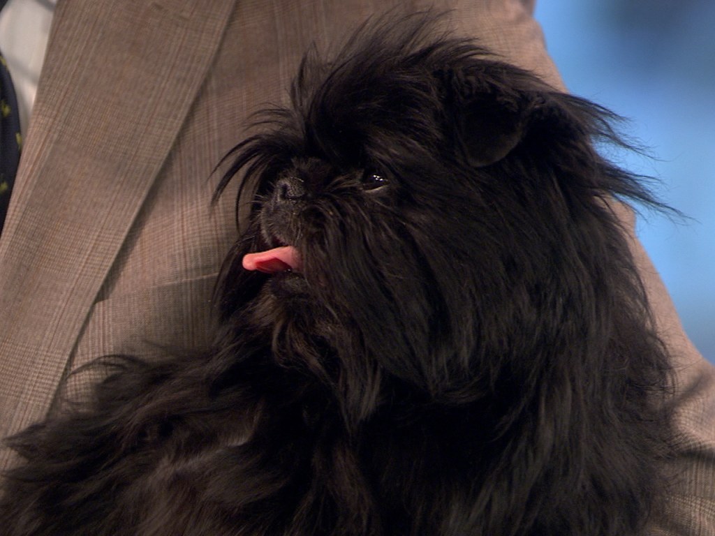 puede un affenpinscher pastar vacas