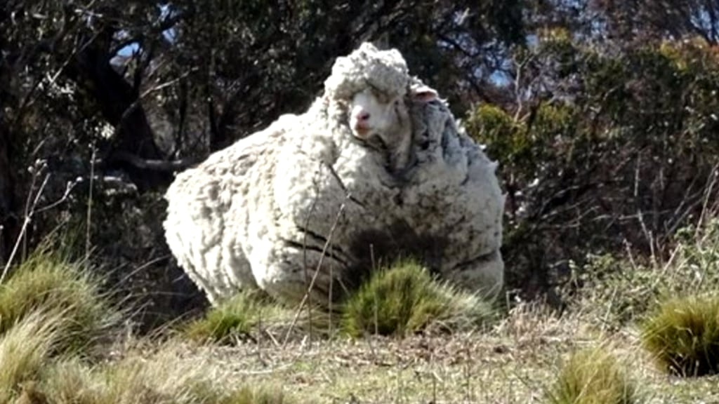Make Super Bulky – The Sated Sheep