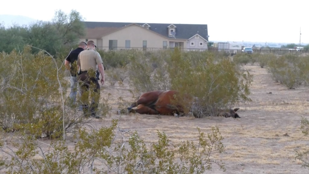 Lightning Strike Kills Horse, Sends Rider to ER