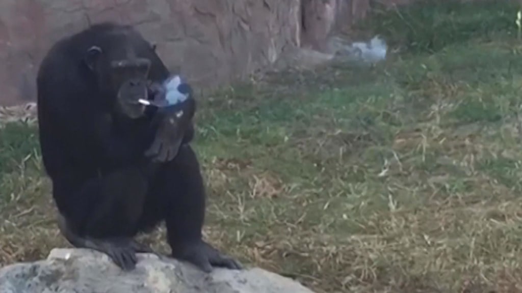 gorilla smoking a cigarette video Zoo Chimp Smokes Pack a Day, But Doesn’t Inhale