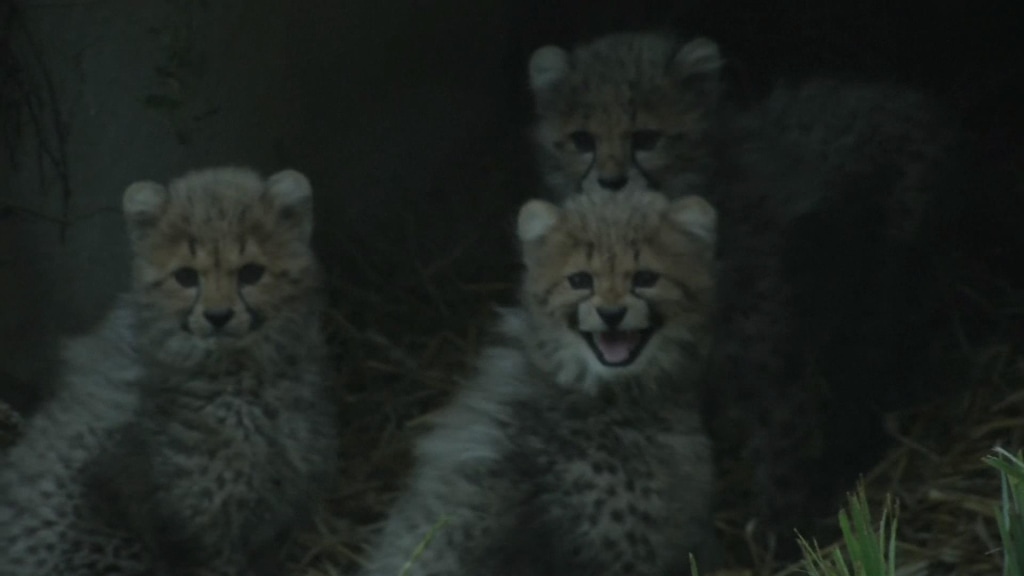 Mark Segal　Cheetah　絶滅危惧種　アフリカ Cheetahs at Risk of Extinction as African Habitat Shrinks