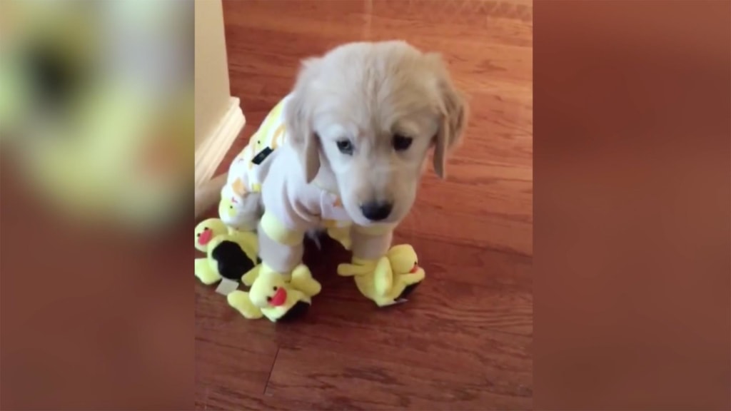 Golden discount retriever pjs