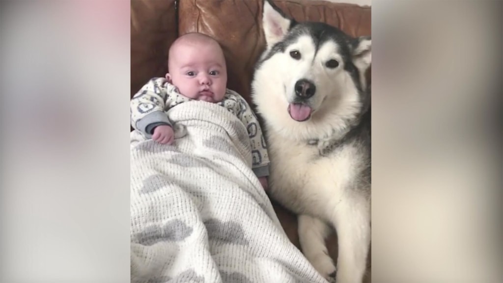 Baby parker sale and husky