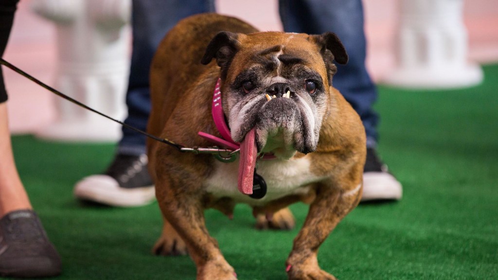 Meet the pup crowned World s Ugliest Dog Zsa Zsa