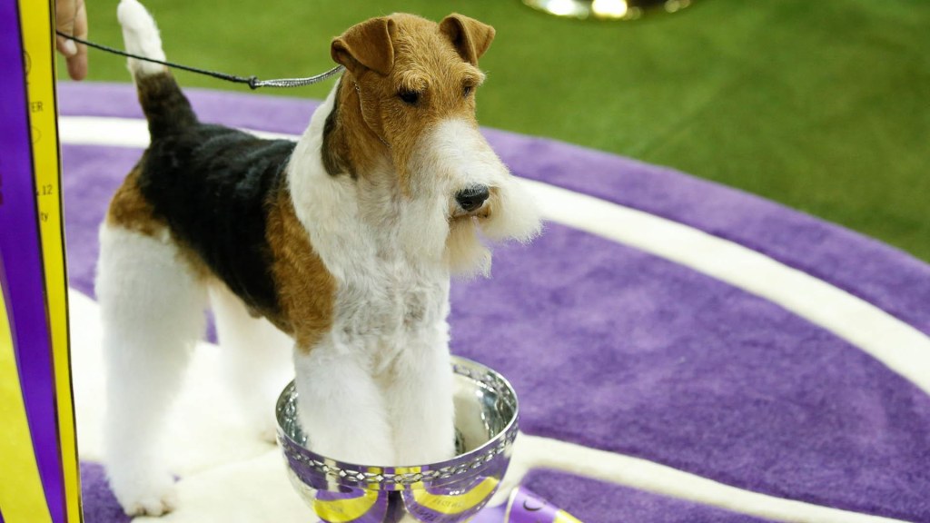 Wire fox terrier best in show outlet