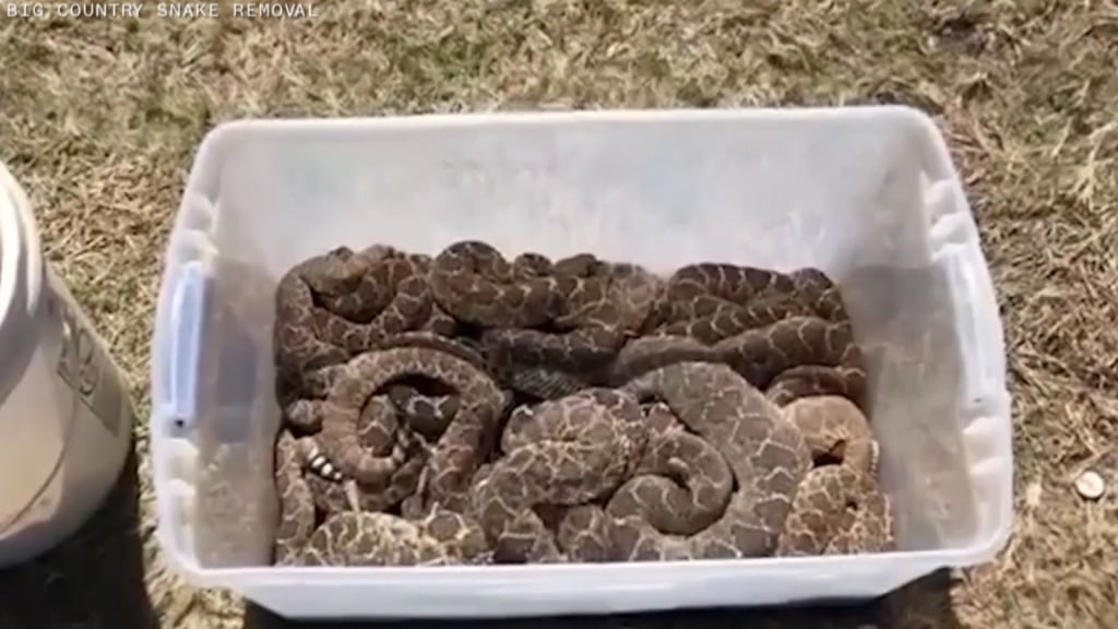 87 snakes — and a Texan — in a tub!